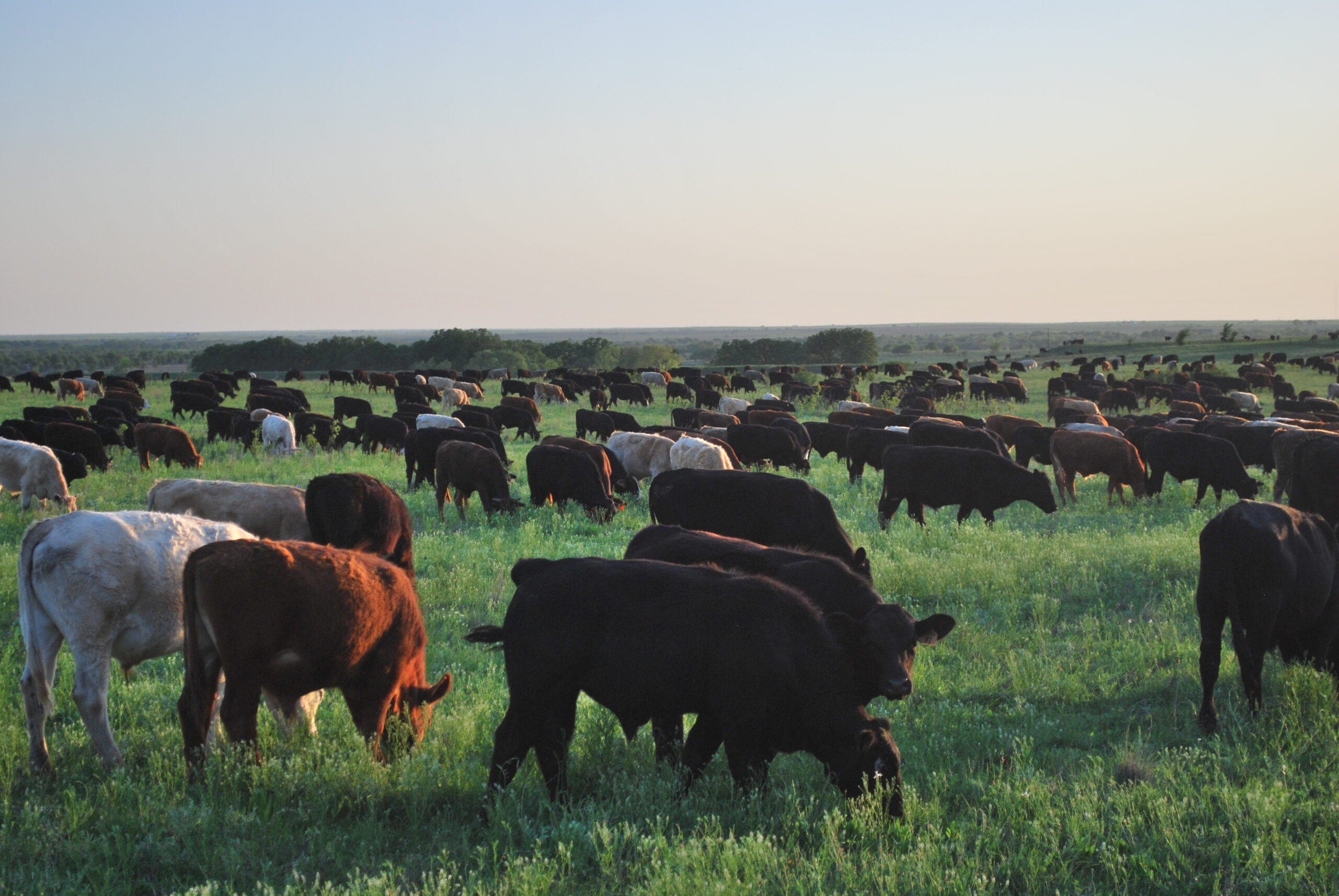 Pounds per Head or Pounds per Acre