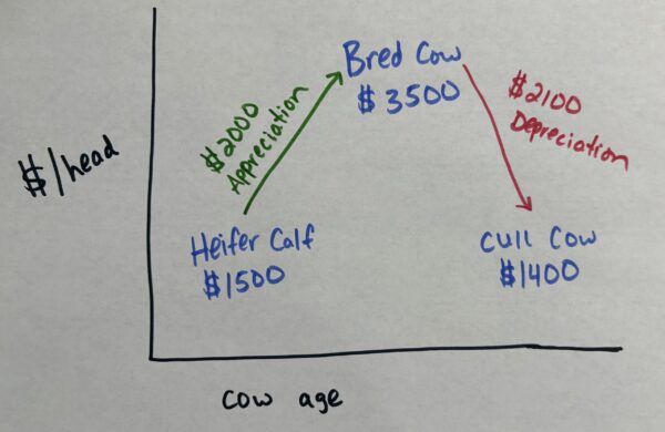 cow bell curve