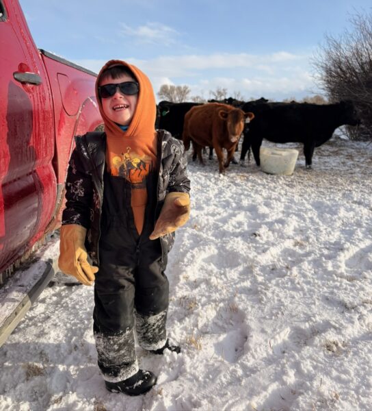toddler enjoying life with cattle