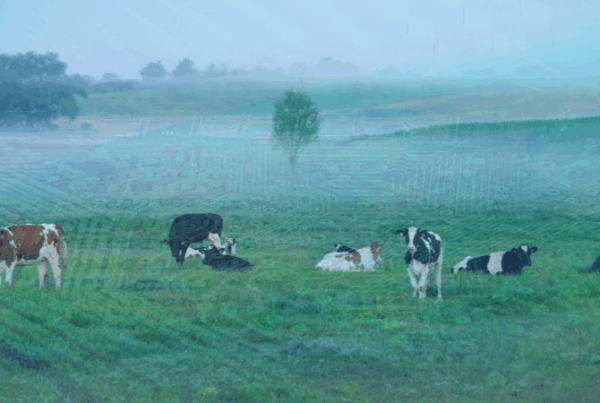 cattle virtual fencing