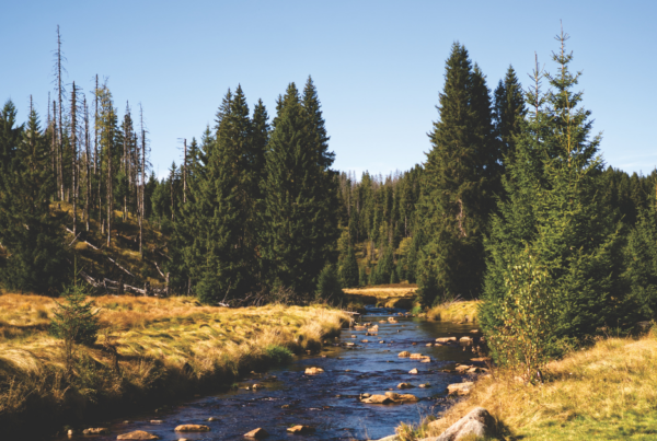 cottonwood creek bottom Parable
