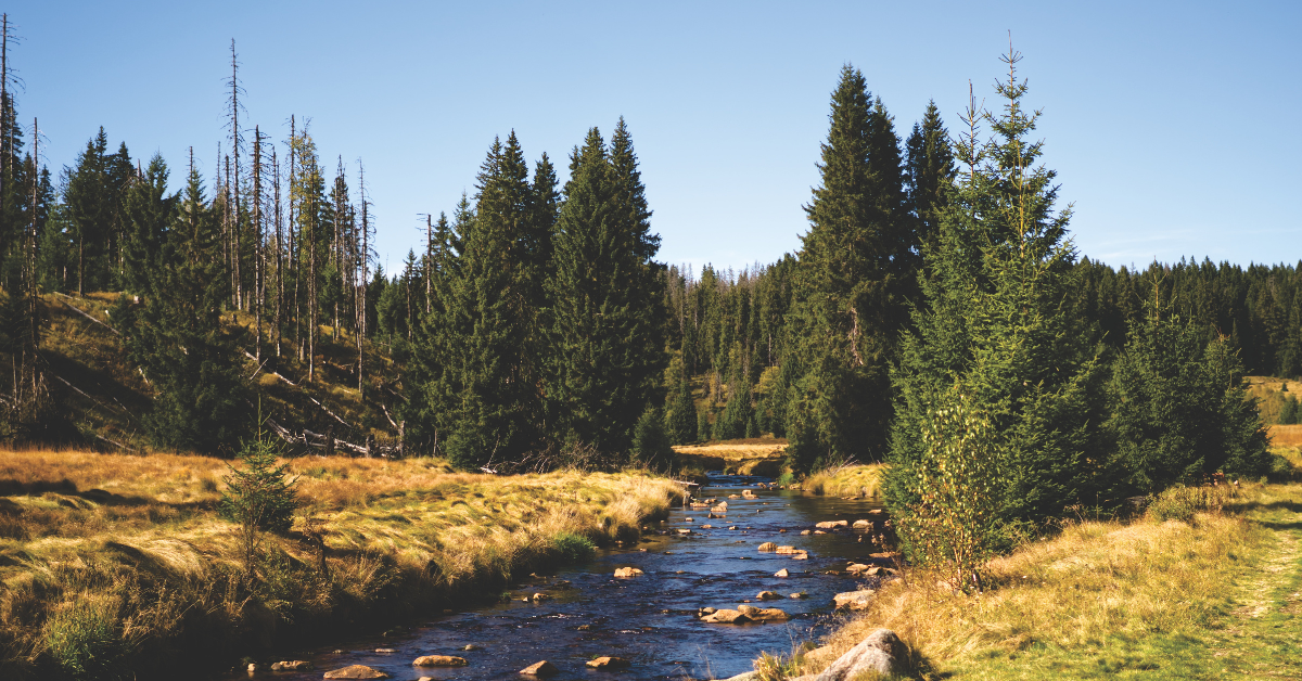 cottonwood creek bottom Parable