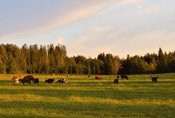 cattle cows