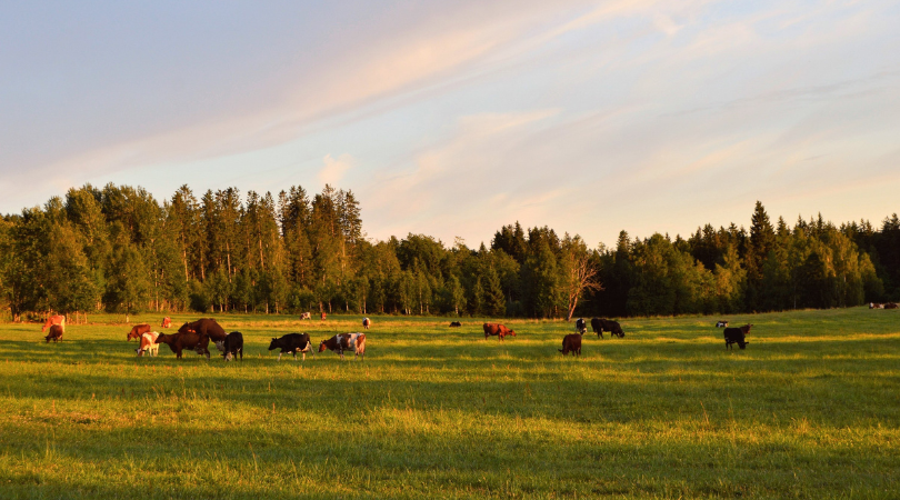 Improve Your Stockmanship