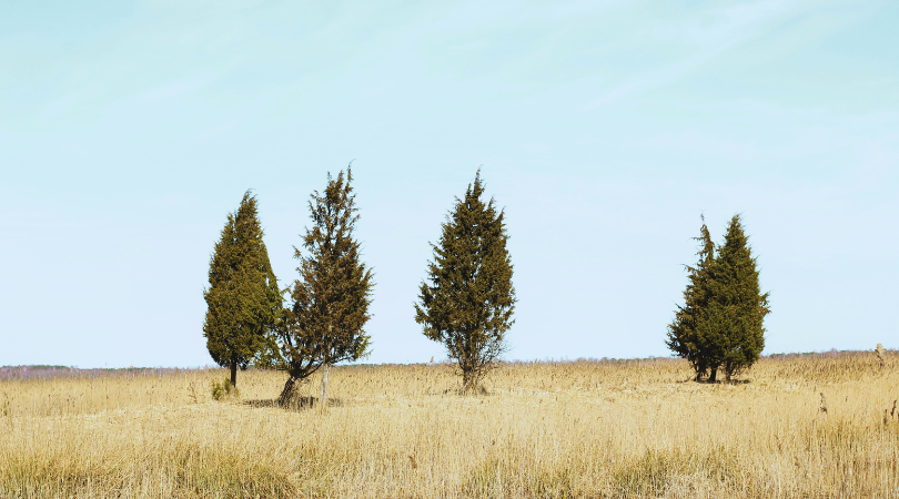 Four Succession Principles