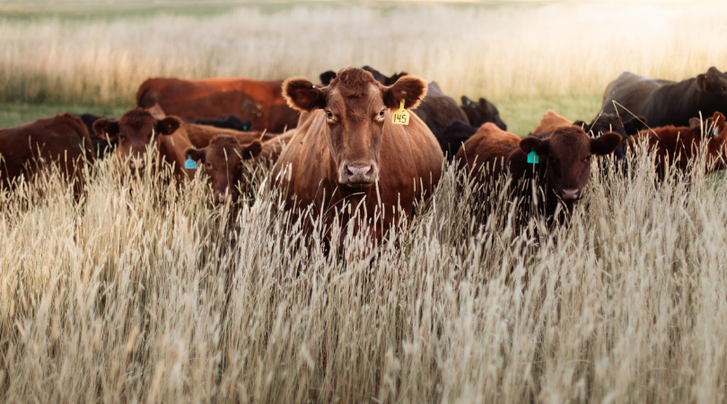 Advice from One Humbled Rancher