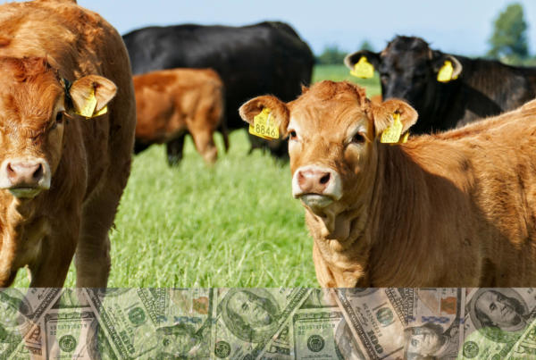 Expensive Calves