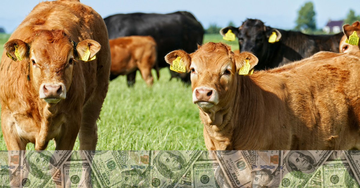 Expensive Calves