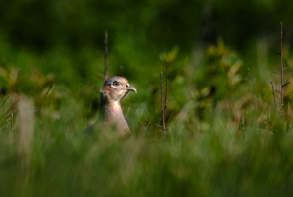 pheasant