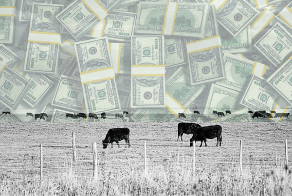 cattle prices