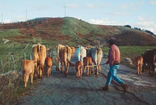 a simple cattle rancher