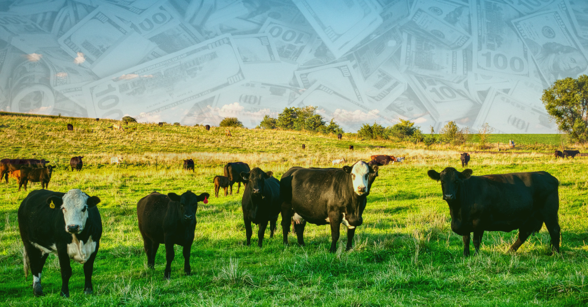 expensive cows
