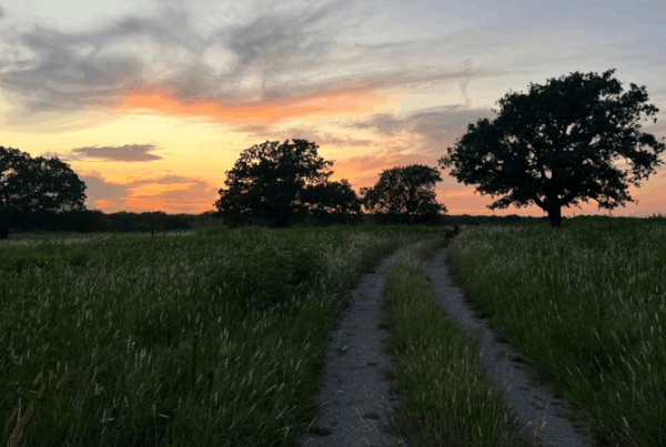 evening walk on the land