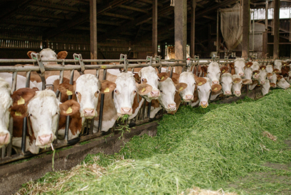 cows with feed