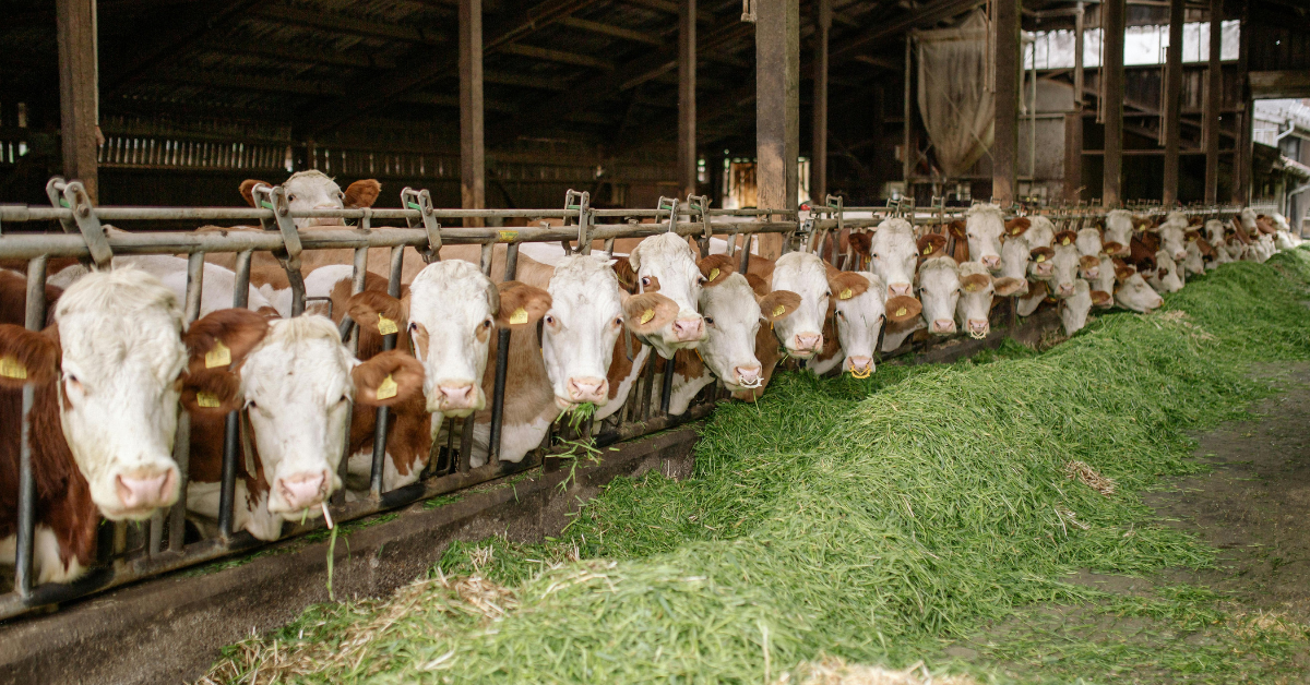cows with feed