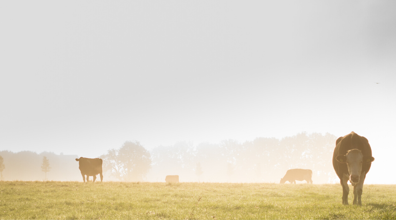 Social Distancing Rancher Style