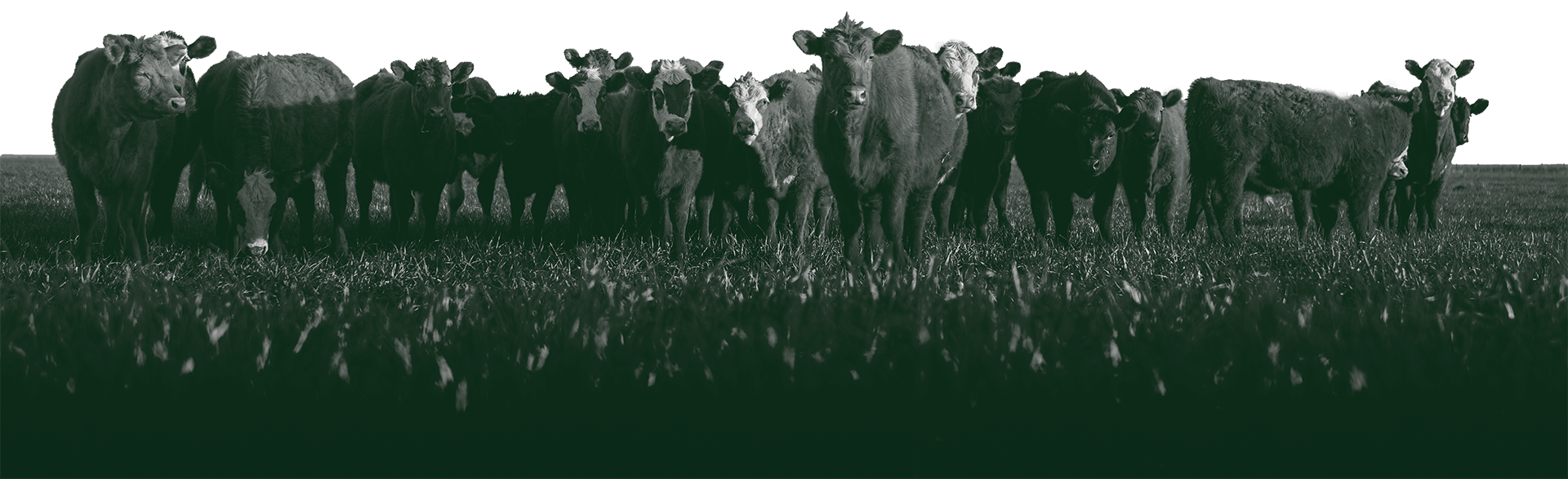 Cattle in Field